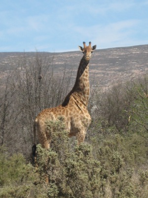 Giraffe at Sanbona
